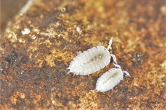 Platyarthrus hoffmannseggii