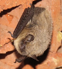 Myotis mystacinus
