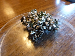 Cladonia symphycarpa