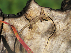 Lacerta trilineata