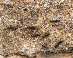 Dolichoderus thoracicus