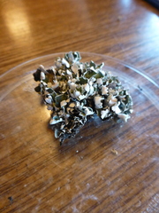 Cladonia symphycarpa