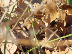 Algyroides moreoticus