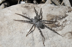 Pardosa mercurialis
