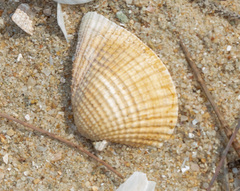 Anomalodiscus squamosus