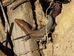 Algyroides moreoticus