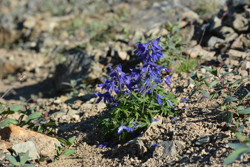 Image of Delphinium chamissonis by no rights reserved