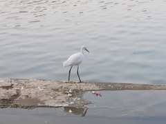 Egretta garzetta