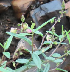 Polygala sphenoptera