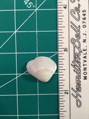 Polymesoda floridana