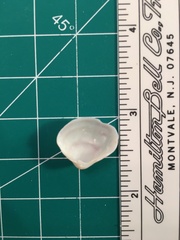 Polymesoda floridana