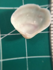 Polymesoda floridana