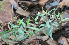 Polygala sphenoptera