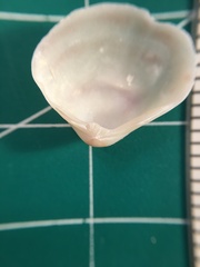 Polymesoda floridana