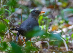 Turdus aurantius