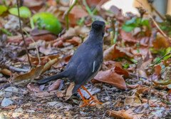 Turdus aurantius