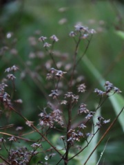 Senecio latifolius