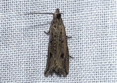 Bactra