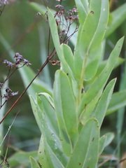 Senecio latifolius