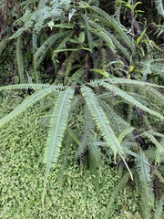 Dicranopteris linearis