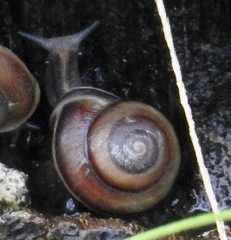 Image of Pleurodonte isabella