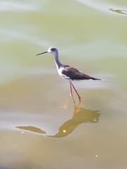 Himantopus himantopus