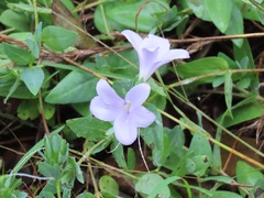 Barleria wilmsiana