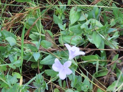 Barleria wilmsiana