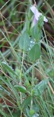 Barleria wilmsiana