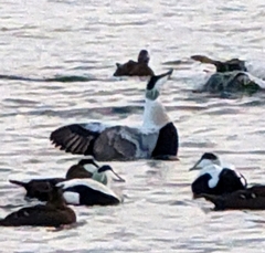 Somateria mollissima