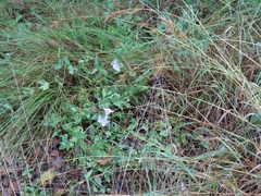 Barleria wilmsiana