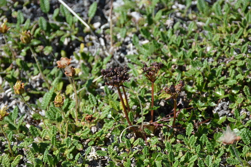 Image of Podistera macounii by no rights reserved