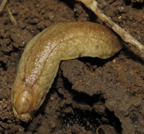 Earshell Slug
