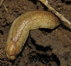 Testacella haliotidea