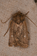 Pseudorthodes