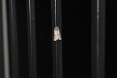 Lithophane bethunei