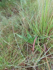 Ledebouria zebrina
