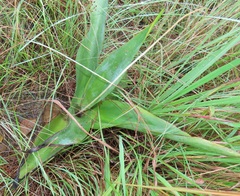 Ledebouria zebrina