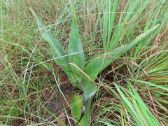 Ledebouria zebrina