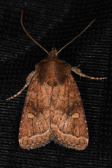 Pseudorthodes