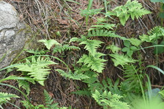 Dryopteris chinensis