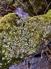 Cladonia digitata