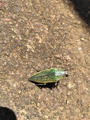 Psiloptera