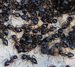 Crematogaster auberti