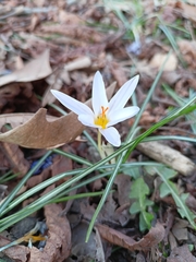 Crocus biflorus