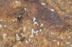 Platyarthrus hoffmannseggii