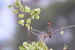 Holoptelea integrifolia