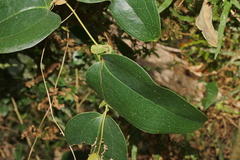 Smilax ocreata