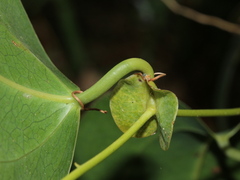 Smilax ocreata