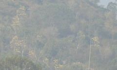 Cochlospermum religiosum